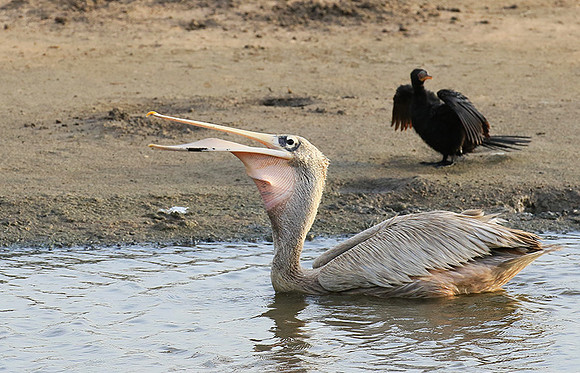 Pelicans in the lagoon