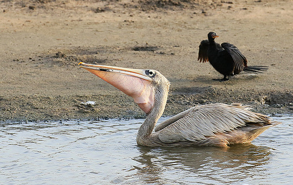 Pelicans in the lagoon