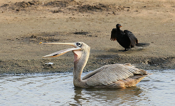 Pelicans in the lagoon