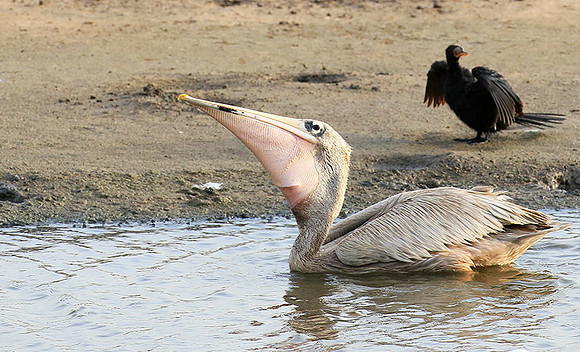 Pelicans in the lagoon