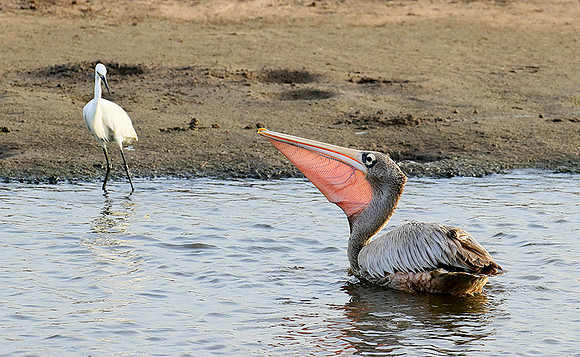 Pelicans in the lagoon