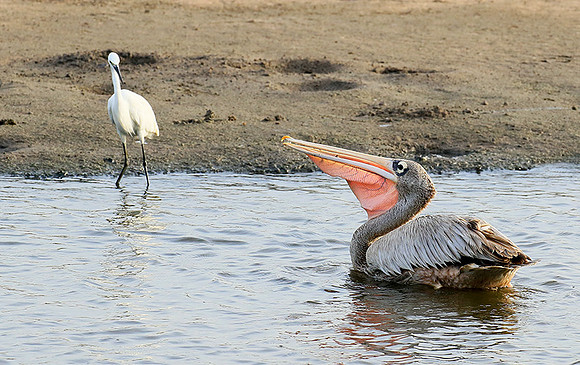Pelicans in the lagoon