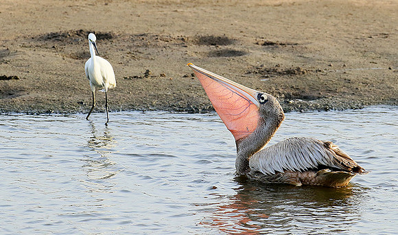 Pelicans in the lagoon