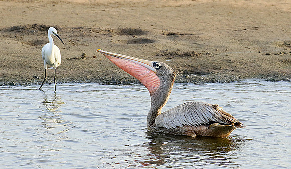 Pelicans in the lagoon