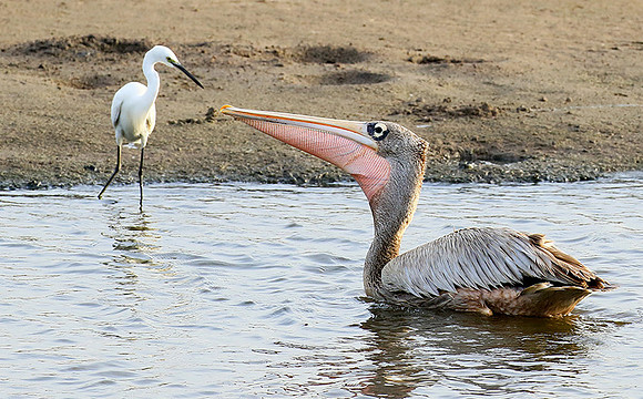 Pelicans in the lagoon