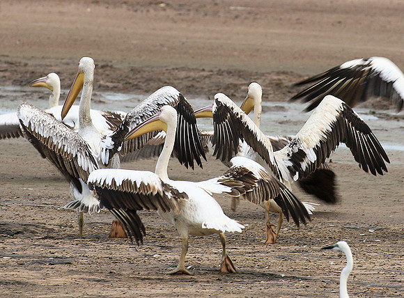 Pelicans in the lagoon