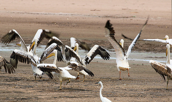 Pelicans in the lagoon