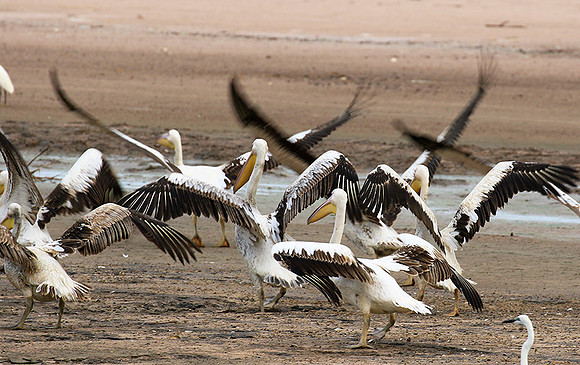 Pelicans in the lagoon