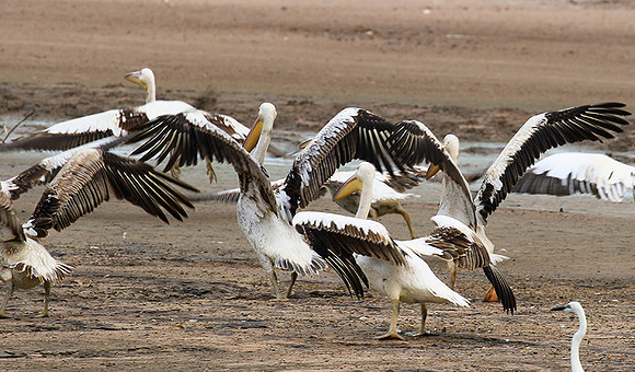 Pelicans in the lagoon