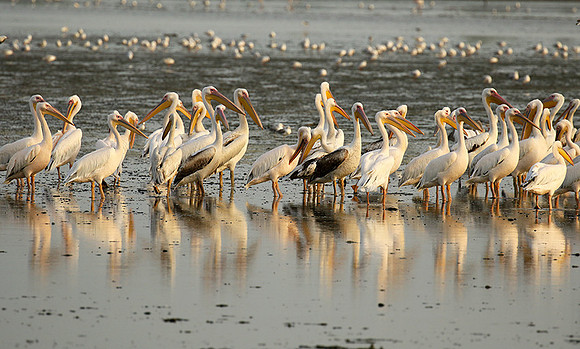 Pelicans in the lagoon