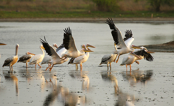 Pelicans in the lagoon