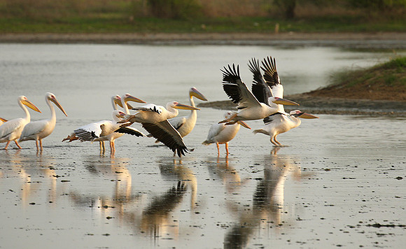 Pelicans in the lagoon