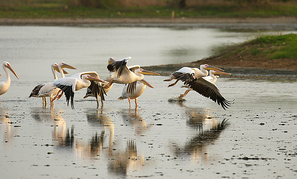 Pelicans in the lagoon