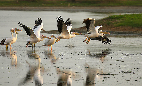 Pelicans in the lagoon