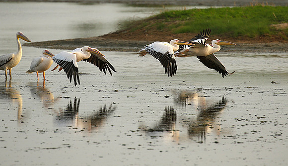 Pelicans in the lagoon