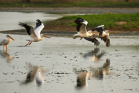 Pelicans in the lagoon