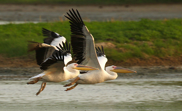 Pelicans in the lagoon