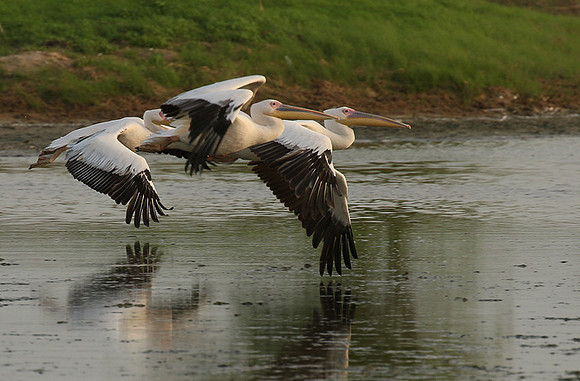 Pelicans in the lagoon