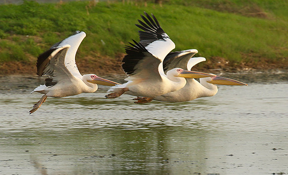 Pelicans in the lagoon