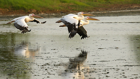 Pelicans in the lagoon