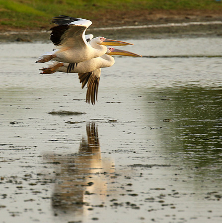Pelicans in the lagoon