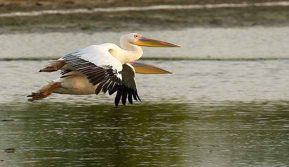 Pelicans in the lagoon