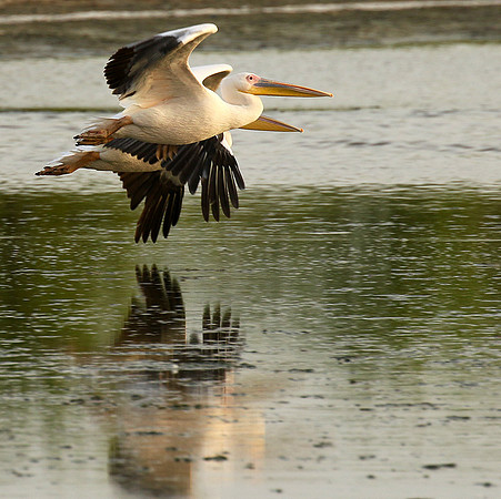 Pelicans in the lagoon