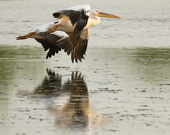 Pelicans in the lagoon
