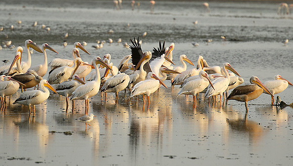 Pelicans in the lagoon