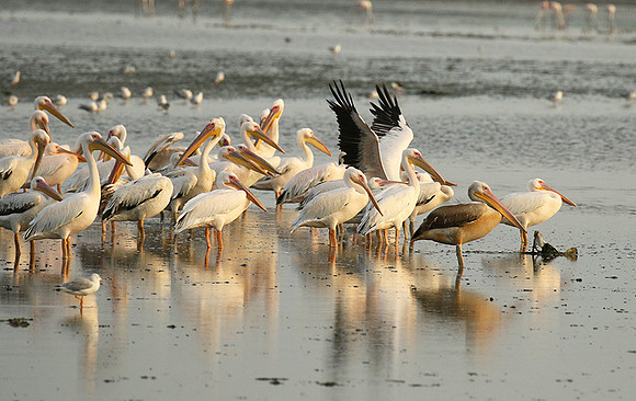 Pelicans in the lagoon