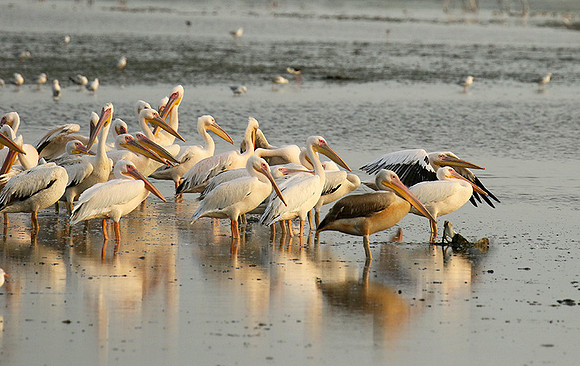 Pelicans in the lagoon