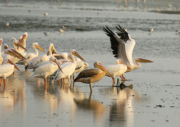 Pelicans in the lagoon