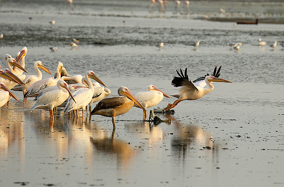 Pelicans in the lagoon