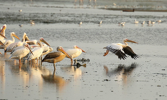 Pelicans in the lagoon