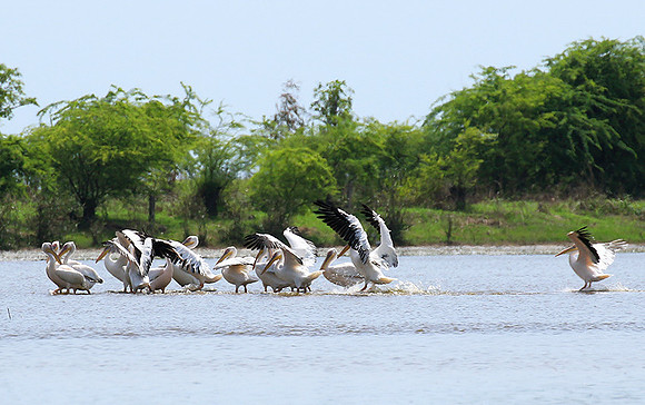 Pelicans in the lagoon