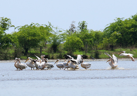 Pelicans in the lagoon