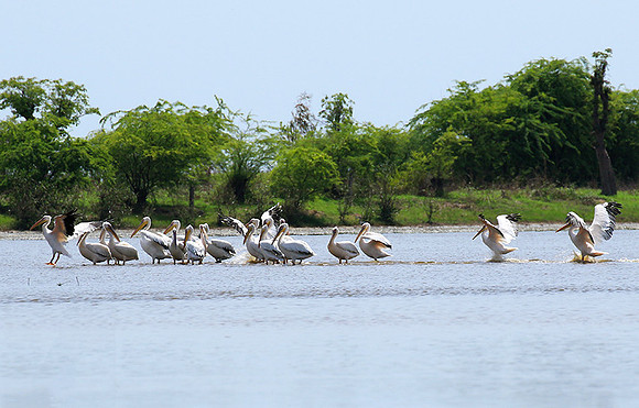 Pelicans in the lagoon