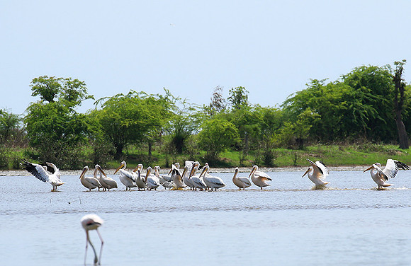 Pelicans in the lagoon