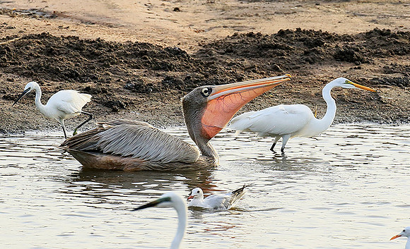 Pelicans in the lagoon