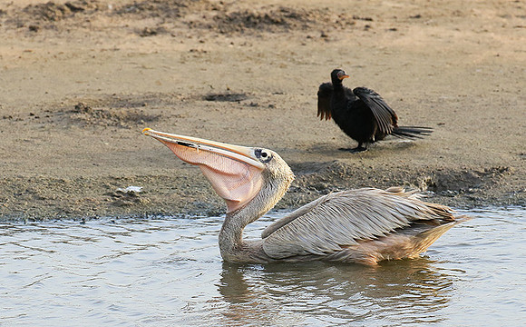 Pelicans in the lagoon