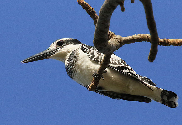 Pied kingfisher