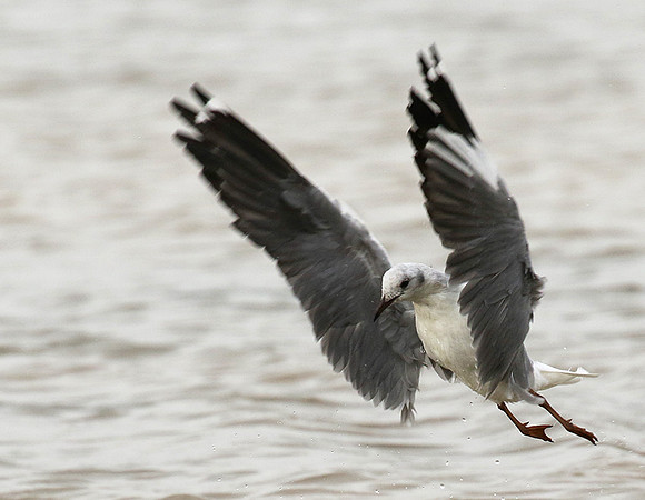 Terns