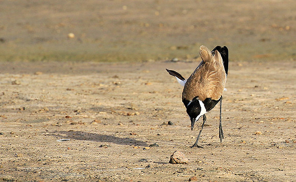 Spur-winged lapwing