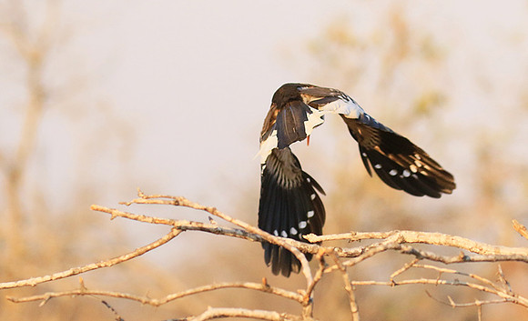 Red-billed hornbill