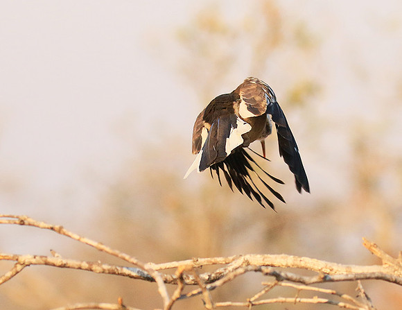 Red-billed hornbill