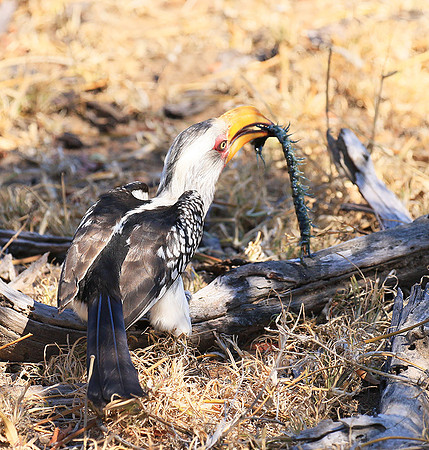 Yellow-billed hornbill