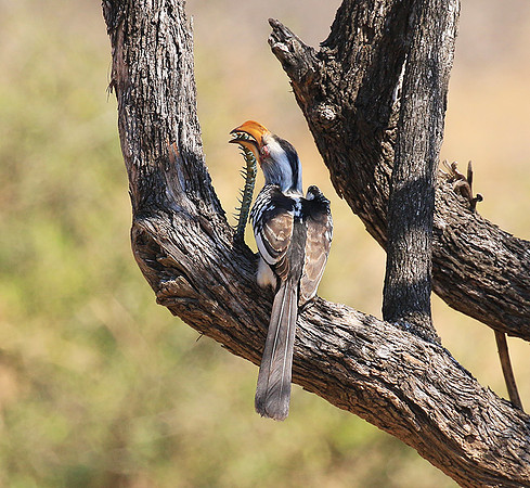 Yellow-billed hornbill