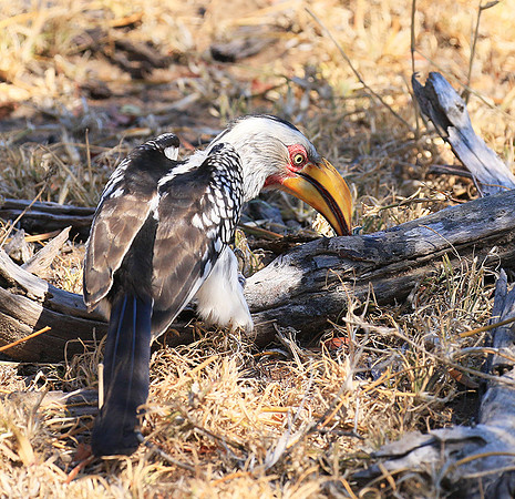 Yellow-billed hornbill