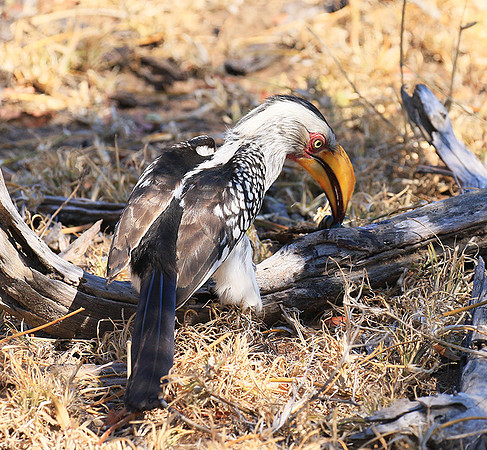 Yellow-billed hornbill