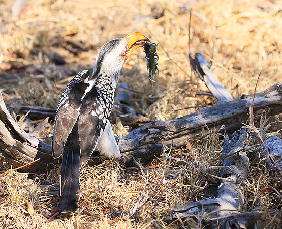 Yellow-billed hornbill
